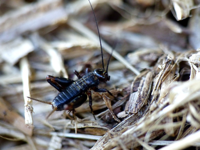 Grillon des bois (Nemobius sylvestris) © Morvan Debroize
