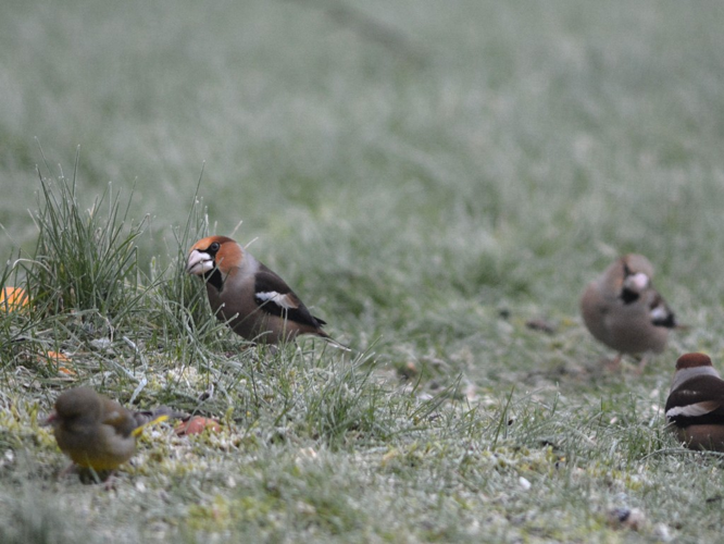 Grosbec casse-noyaux (Coccothraustes coccothraustes) © Morvan Debroize