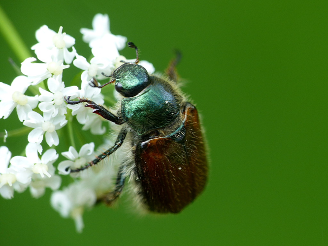Hanneton horticole (Phyllopertha horticola) © Morvan Debroize