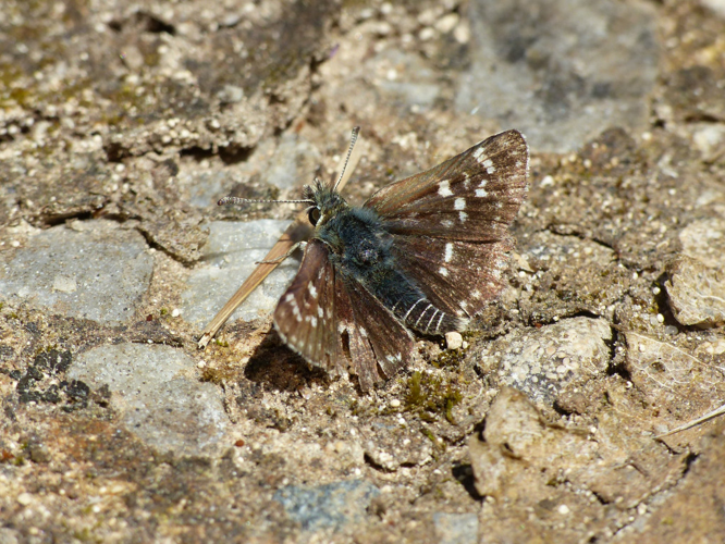 Hespérie des Sanguisorbes (Spialia sertorius) © Morvan Debroize