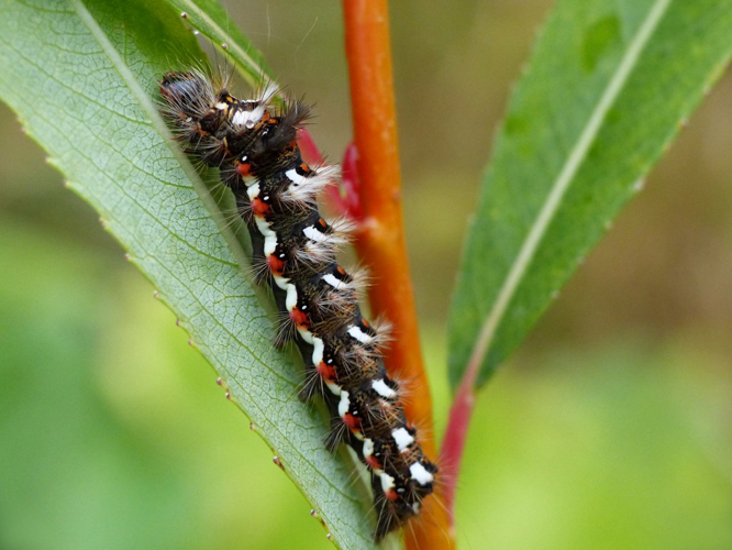 La Noctuelle de la Patience (Acronicta rumicis), chenille © Morvan Debroize