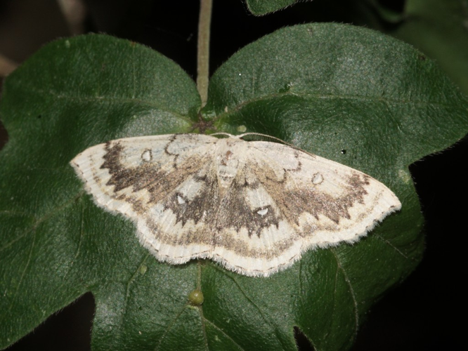 L'Ephyre omicron (Cyclophora annularia) © Sylvain Montagner