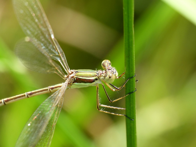 Leste sauvage (Lestes barbarus) © Morvan Debroize