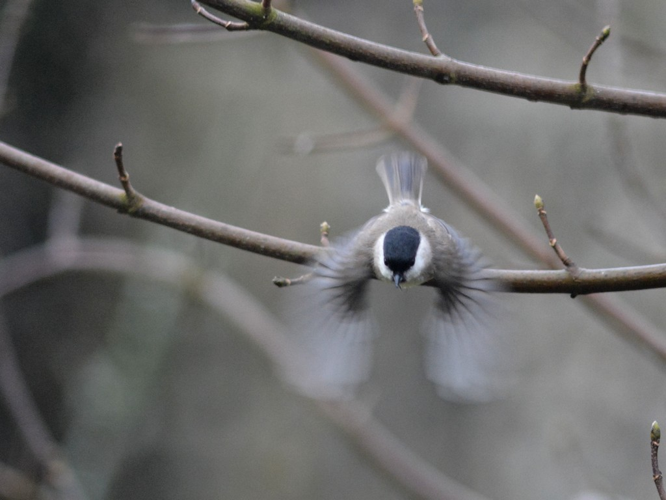 Mésange nonnette (Poecile palustris) © Morvan Debroize