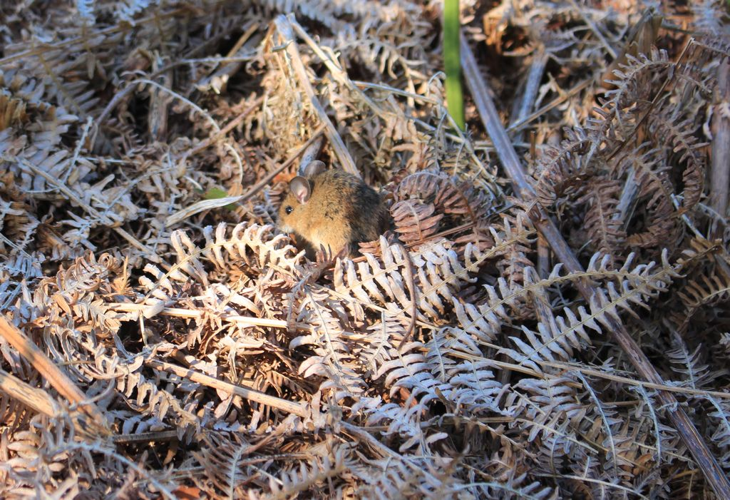 Mulot sylvestre (Apodemus sylvaticus) © Gwenn Quérel