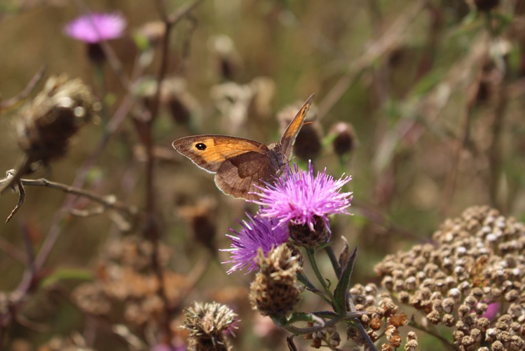 Myrtil (Maniola jurtina) © Gwenn Quérel