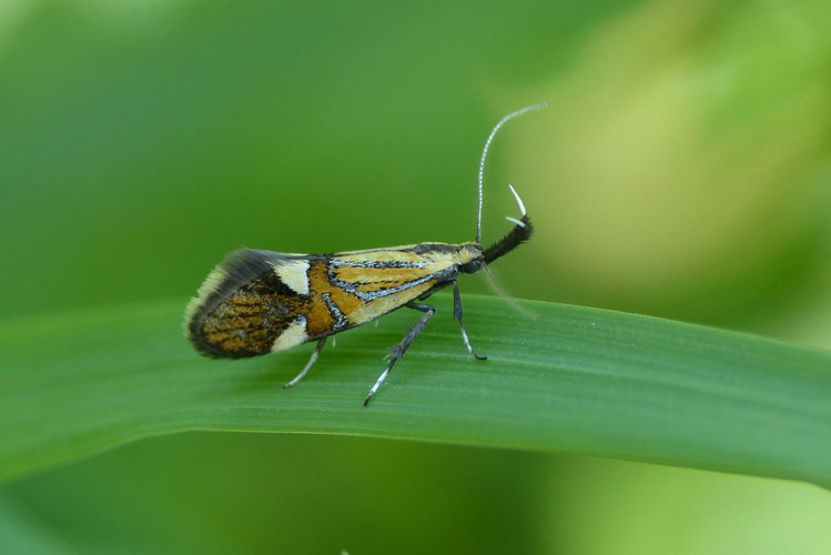 cophore nervurée (Alabonia geoffrella) © Morvan Debroize