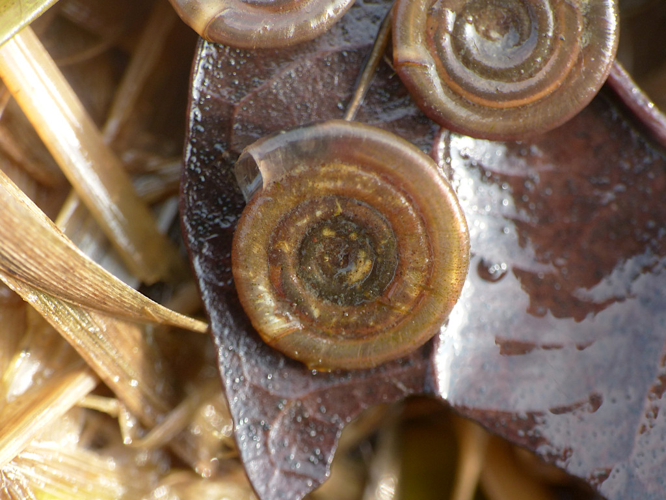 Planorbe ombiliquée (Bathyomphalus contortus) © Morvan Debroize