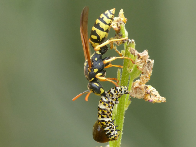 Poliste gaulois (Polistes dominula), prédation sur chenille © Morvan Debroize