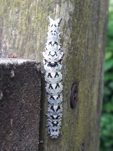 Promise (Catocala promissa) - chenille © Rémi Jardin