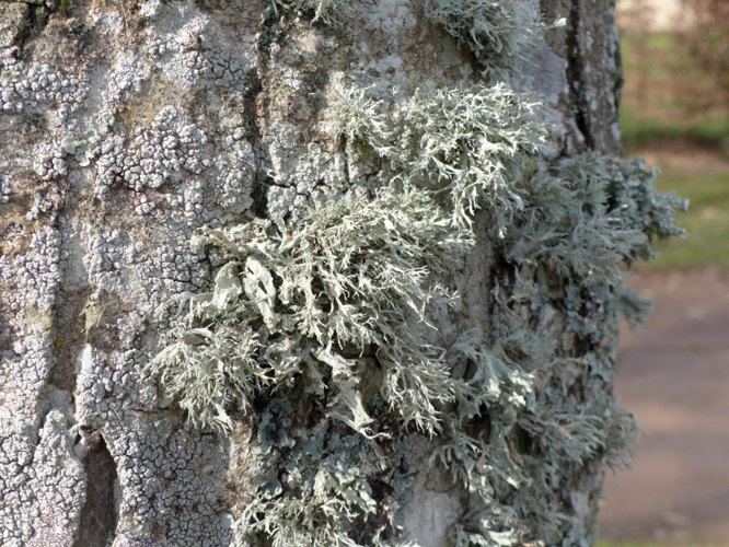 Ramalina farinacea (et autres Ramalina) © Morvan Debroize