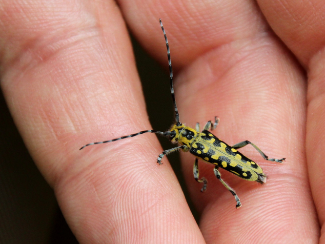 Saperde à échelons (Saperda scalaris) © Louis Leprince