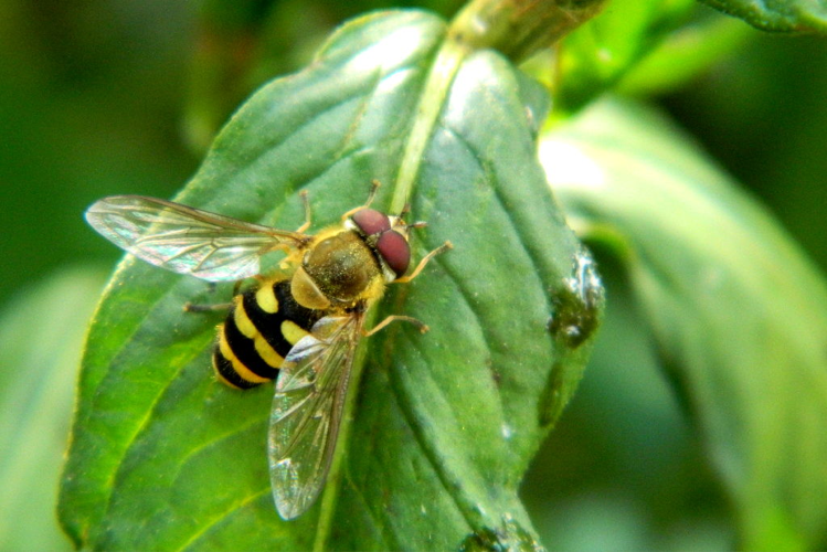 Syrphe du groseillier (Syrphus ribesii), mâle © Morvan Debroize