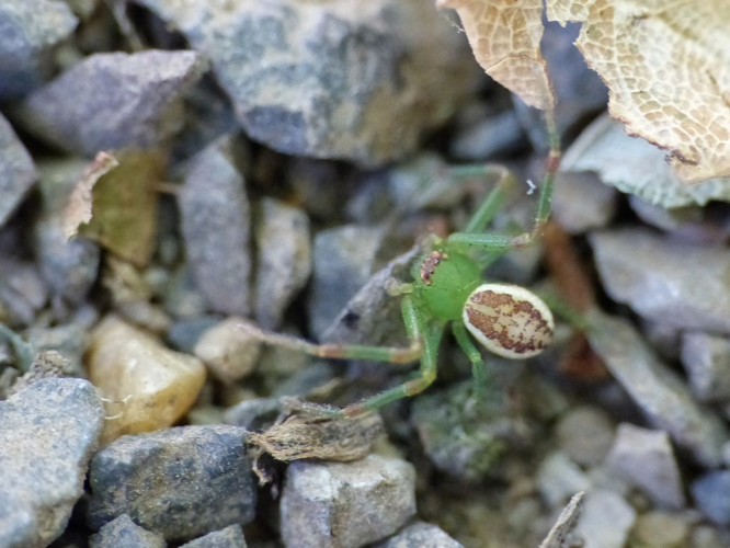 Thomise tricolore (Diaea dorsata) © Morvan Debroize