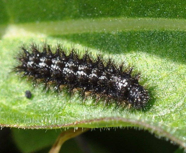 Mélitée des Centaurées (Melitaea phoebe), chenille © Frédéric Hingue
