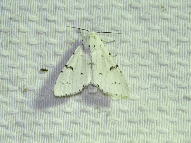 Noctuelle-Lièvre (Acronicta leporina) © Catherine Delecourt