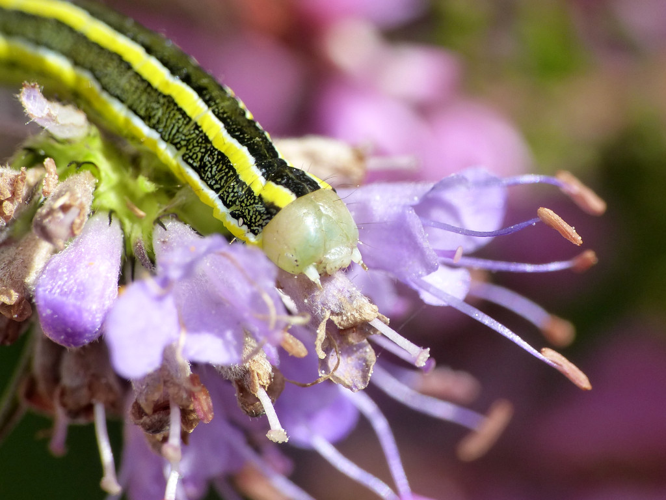 Ceramica pisi, chenille détail tête © Morvan Debroize