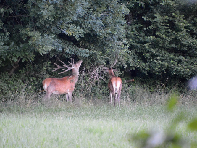Cerf élaphe (Cervus elaphus) © Maude Bakker