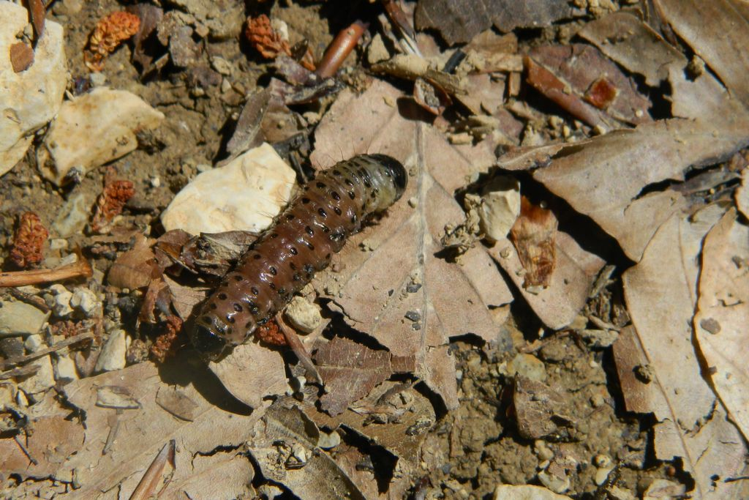 Chenille Apamea (Apamea sp.) © Morvan Debroize