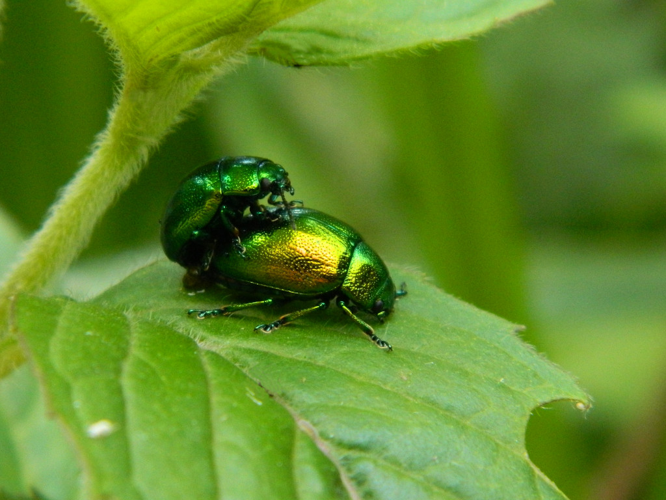 Chrysomele de la menthe (Chrysolina herbacea) © Morvan Debroize