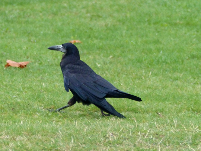 Corbeau freux (Corvus frugilegus) © Morvan Debroize