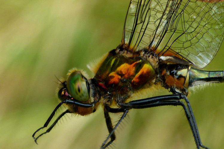 Cordulie bronzée (Cordulia aenea) © Morvan Debroize