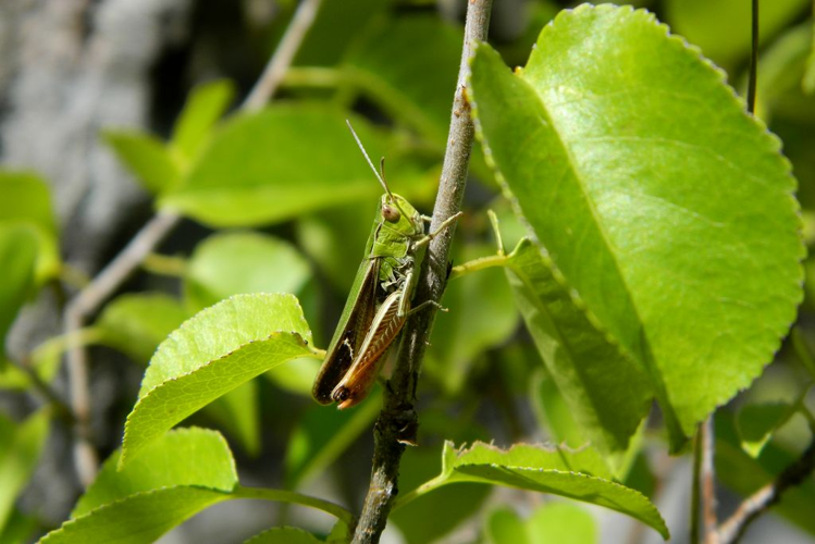 Criquet de la Palène (Stenobothrus lineatus) © Morvan Debroize