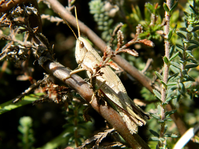 Criquet des clairières (Chrysochraon dispar dispar), femelle © Morvan Debroize