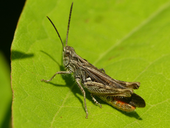 Criquet duettiste (Chorthippus brunneus) &copy; Morvan Debroize