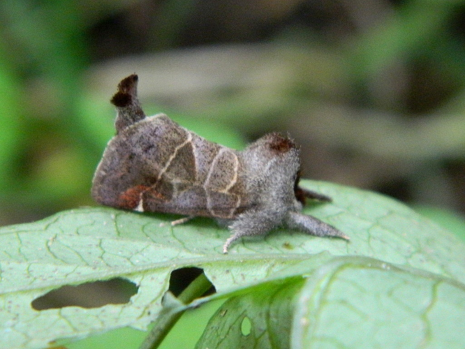 Hausse-Queue brune (Clostera pigra) © Morvan Debroize