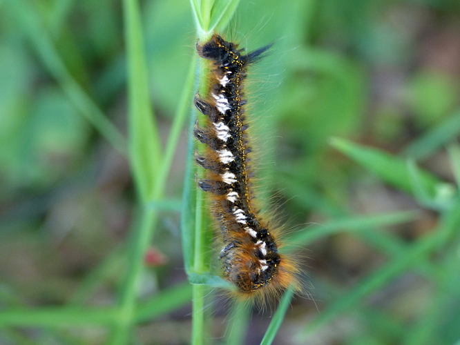 La Buveuse (Euthrix potatoria), chenille © Morvan Debroize