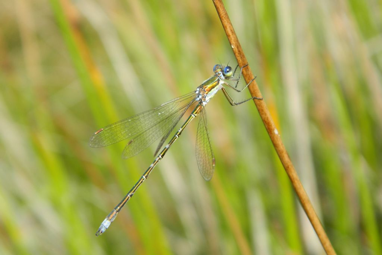 Leste verdoyant des Vestales (Lestes virens vestalis) © Morvan Debroize