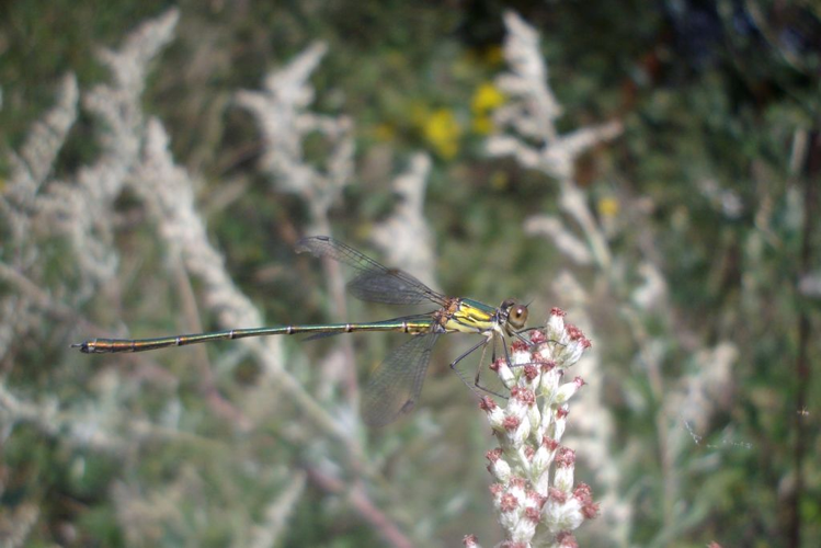 Leste vert (Lestes viridis), mâle © Morvan Debroize