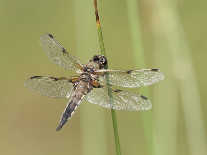 Libellule à quatre taches (Libellula quadrimaculata) © Sylvain Montagner