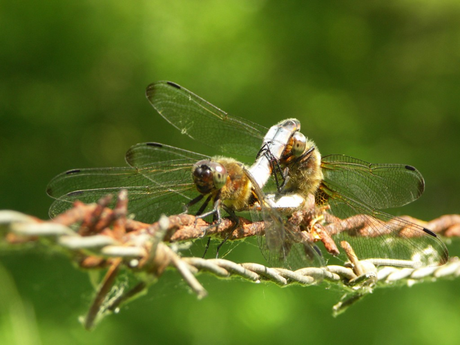 Libellule fauve (Libellula fulva) - accouplement © Sylvain Montagner