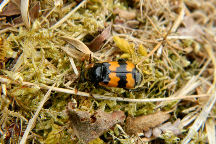 Nicrophorus vespillo © Morvan Debroize