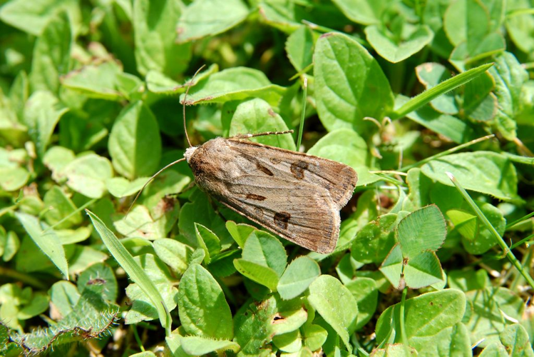 Point d'Exclamation (Agrotis exclamationis) © Morvan Debroize