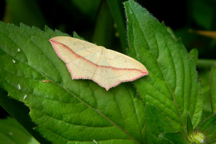 Timandre aimée (Timandra comae) © Morvan Debroize