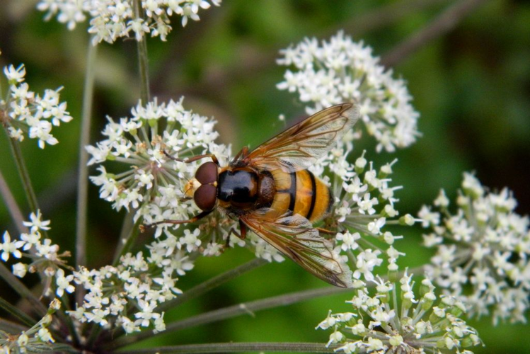 Volucelle vide (Volucella inanis) © Morvan Debroize